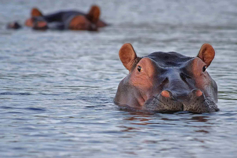 Safari de 7 días Amboseli-Bogoria/Baringo-Nakuru y Masai Mara.