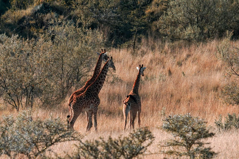 Excursión de un día al Monte Longonot desde Nairobi