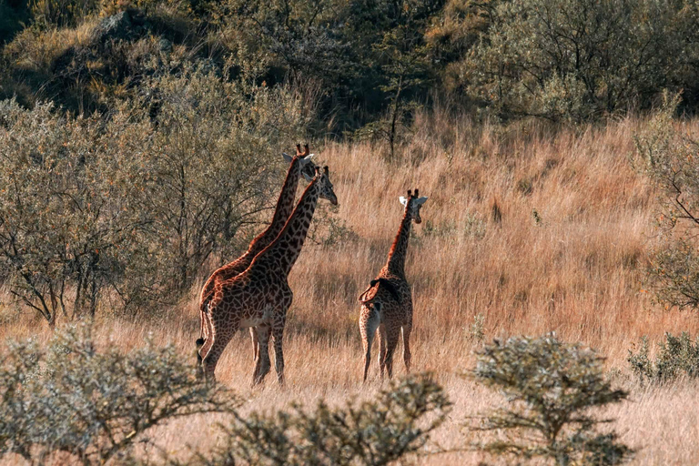 Excursión de un día al Monte Longonot desde Nairobi