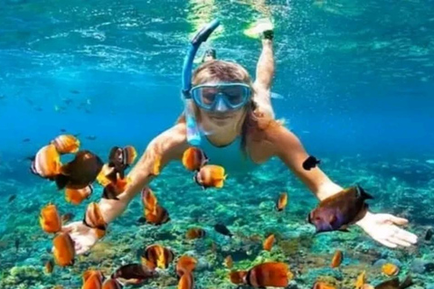 Zanzibar: Excursão aos golfinhos de Kizimkazi com natação e snorkeling