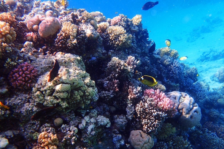 Hurghada: Orange Island & Dolphin Watching Snorkeling Trip