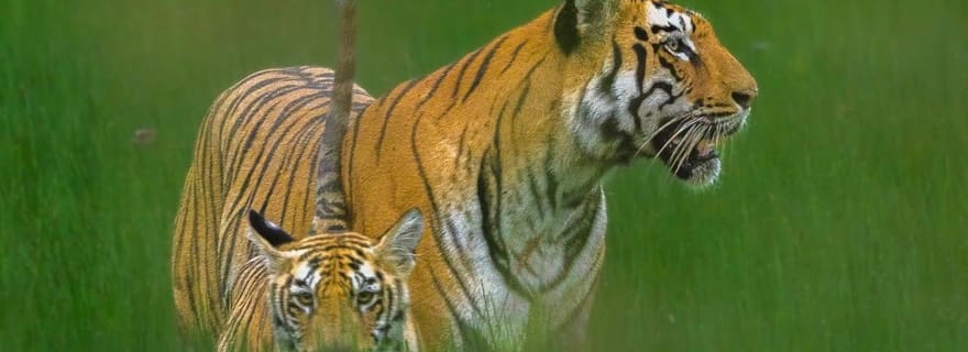 Ranthambhore : safari tigre et visite du village