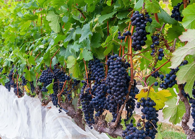 Rio de Janeiro: full-day tour of wineries and vineyards