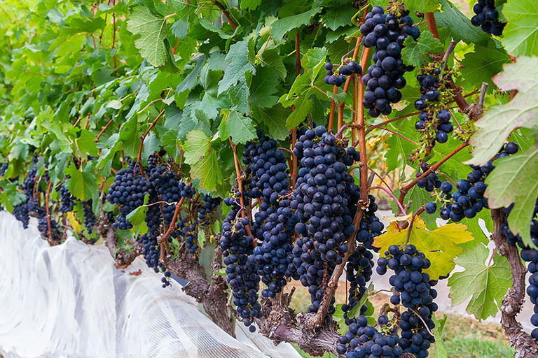 Rio de Janeiro: winery tour with wine tasting experience