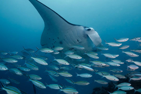 From Labuan Bajo: Komodo National Park Speedboat Day Trip