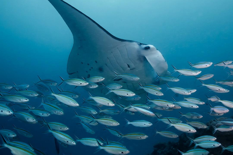 From Labuan Bajo: Komodo National Park Speedboat Day Trip