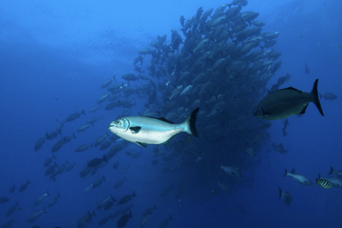 From Fremantle: Rottnest Island Snorkeling & Diving Day Trip