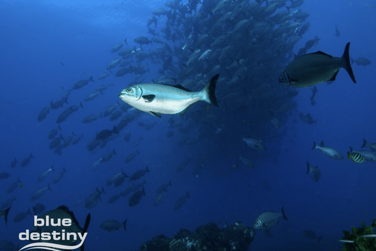 From Fremantle: Rottnest Island Snorkeling & Diving Day Trip