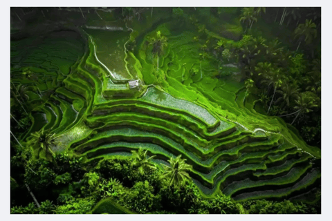 Ubud Half-Day Tour: Rice Terrace, Waterfall & Coffee Ubud Area Pickup – Without Entry Tickets