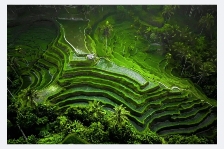 Ubud Half-Day Tour: Rice Terrace, Waterfall & Coffee Ubud Area Pickup – Without Entry Tickets