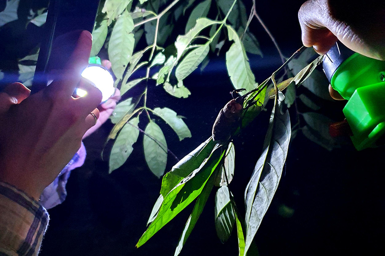 Khao Sok: Half-Day & Night Wildlife Trek and Jungle Dinner Option 6: Half-Day & Night Trek with Dinner From Khao Lak
