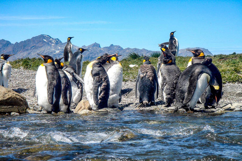 Dia de aventura em Tierra del Fuego: Pinguins Rei