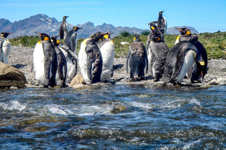 Abenteuertag in Feuerland: Königspinguine