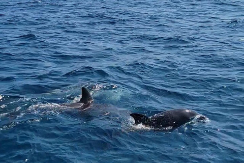 Diani: Wasini Island Dolphin Safari & Snorkeling