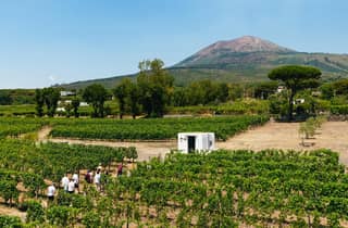 Ab Neapel: Weinprobe an den Hängen des Vesuvs mit Mittagessen