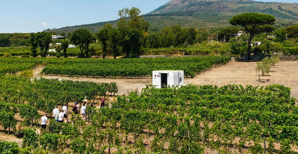 From Naples: Wine Tasting Tour on Vesuvius Slopes with Lunch
