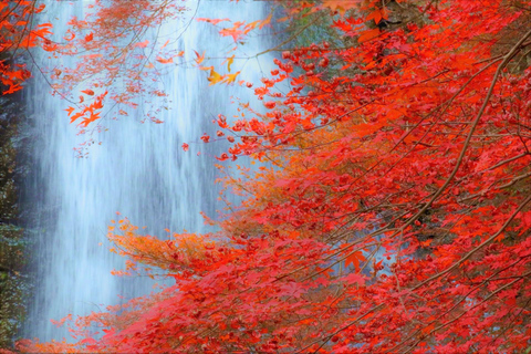 Minoo Park: passeggiata naturalistica guidata