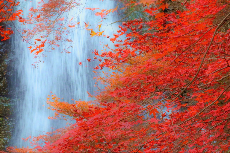 Minoo Park: Geführte Naturwanderung