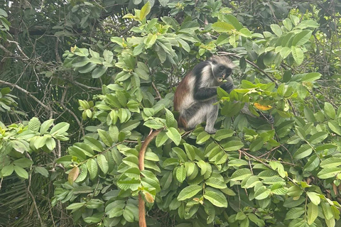 Zanzibar: Jozani Forest, Maalum Cave & Mtende Beach Tour Private Tour with Hotel Pickup (South Zanzibar Only)
