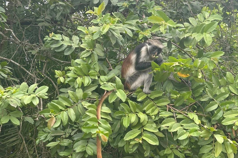 Zanzibar: Jozani Forest, Maalum Cave & Mtende Beach Tour Private Tour with Hotel Pickup (South Zanzibar Only)