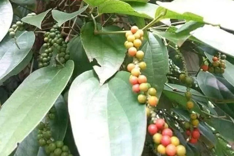 Zanzibar: Spice Farm, Stone Town or Jozani Forest with lunch Spice Farm Experience with lunch – (No Transport)
