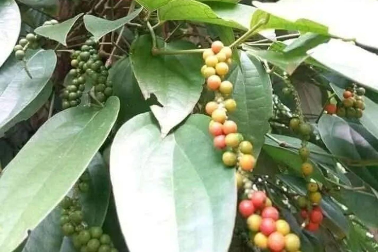 Zanzibar: Spice Farm, Stone Town or Jozani Forest with lunch Spice Farm Experience with lunch – (No Transport)