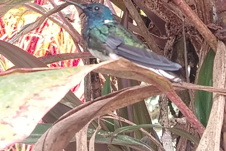 Quito: Waterfall, Hummingbirds, Butterfly Tour, Equator line