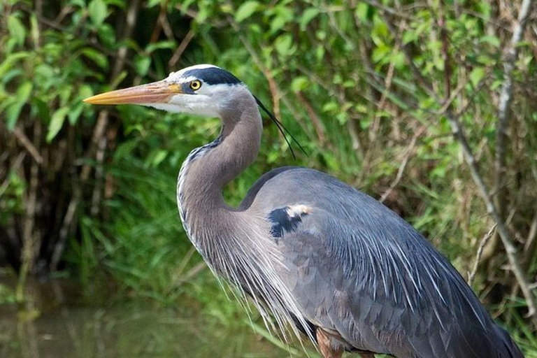 Puntarenas : excursion safari dans la faune et la rivièrePuntarenas : Excursion safari dans la nature et sur le fleuve