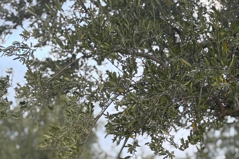 Olivenöl-Erlebnis in Kalamata: Die Kunst des griechischen GoldesOlivenöl-Erlebnis in Kalamata: die Kunst des griechischen Goldes