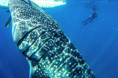 Cebu: Oslob Whale Shark Encounter &amp; SUMILON med transfer