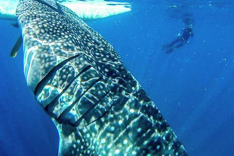 Cebu: Oslob Whale Shark Encounter &amp; SUMILON med transfer