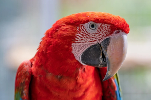 Visit to Madeira Bird Island