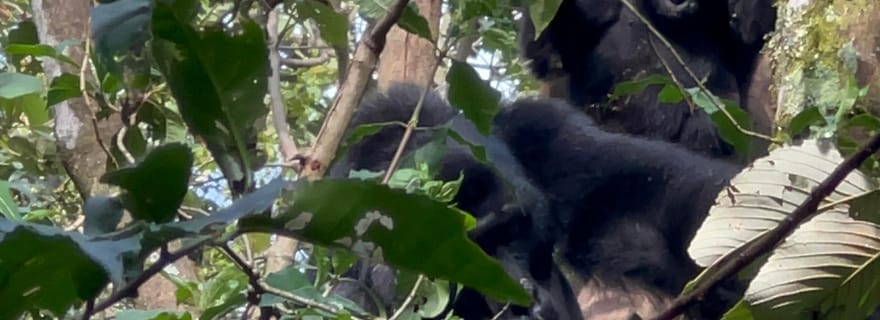 1 jour de trekking dans le parc national de Bwindi Impénétrable pour observer les gorilles