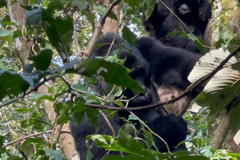 8-tägige Gorilla Trekking Reise durch Ruanda, Uganda und den Kongo (DRC)