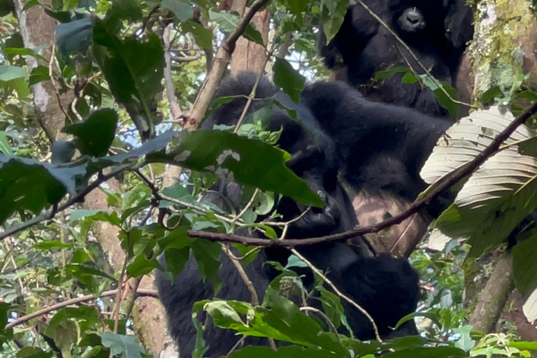 Viagem de 1 dia ao Ruanda, Uganda e Congo (RDC) para fazeres um trekking aos gorilas