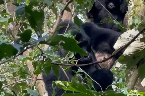 1 Day Gorilla Trekking Bwindi Impenetrable National Park