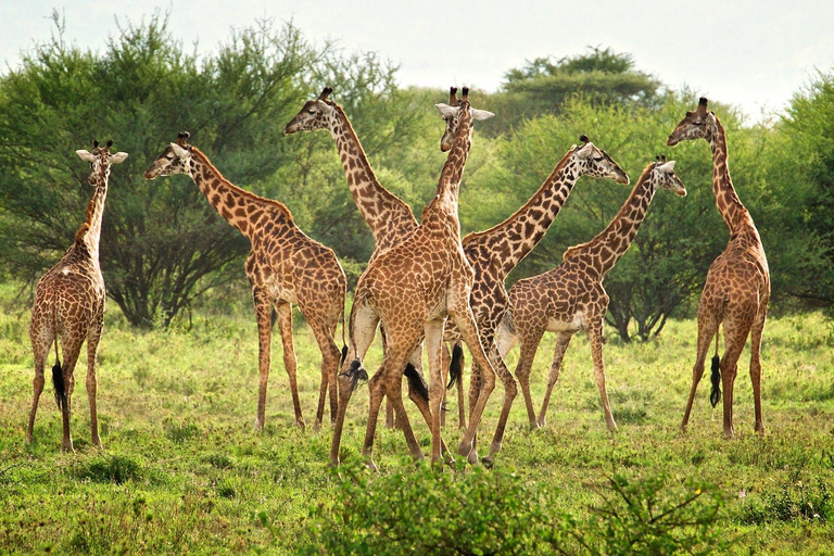 Safari de dos días al Parque Nacional de Mikumi desde Zanzíbar