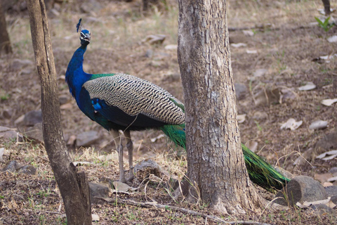 Jaipur: Jhalana Leopard Park Open Jeep Safari with Guide