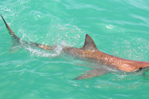 Buceo ecológico en jaula con tiburones en GansbaaiTour con punto de encuentro