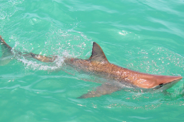 Gansbaai : plongée en cage avec les requinsExcursion sans prise en charge
