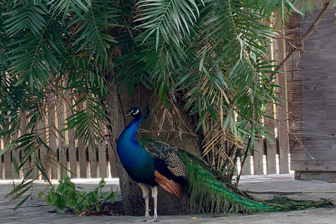 CARTAGENA: EXCURSION Baru + Aviary (entrance fee not included) + lunch