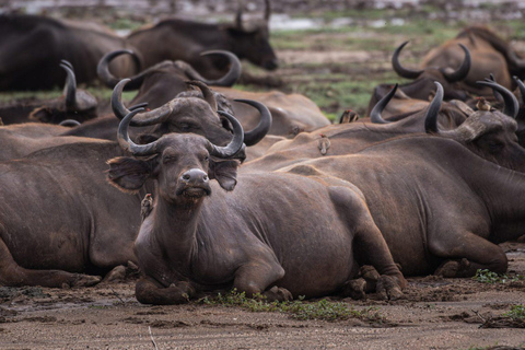 2-Daagse Tanzania Budget Lodge Tarangire &amp; Ngorongoro