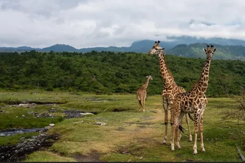 SAFARI MEMORÁVEL DE 1 DIA EM MOSHI ATÉ AO PARQUE NACIONAL DE ARUSHA