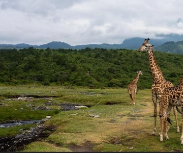 SAFARI MEMORÁVEL DE 1 DIA EM MOSHI ATÉ AO PARQUE NACIONAL DE ARUSHA
