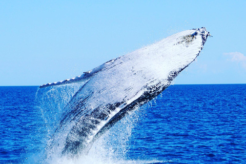 Gold Coast: Whale Watching Cruise on a Sailing Catamaran 