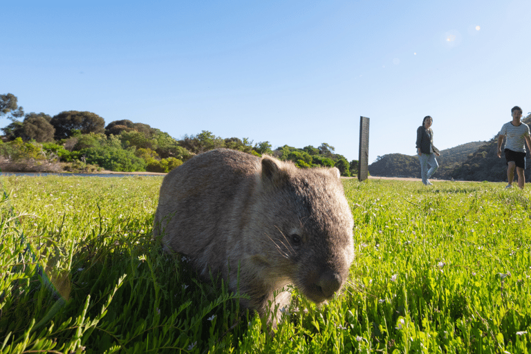 威尔逊海角国家公园全天生态游威尔逊岬国家公园全日游