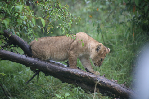 3 days and 2 nights masai mara safari from nairobi (Copy of) 3 days and 2 nights masai mara safari from nairobi