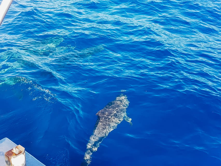 gran canaria katamaran dolphin