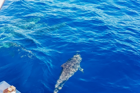 Gran Canaria:Croisière en catamaran à la recherche des dauphins avec plongée en apnéeGran Canaria : Croisière et snorkeling pour observer les dauphins et les baleines