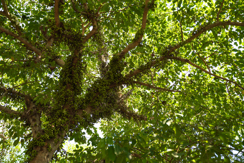 Mekong Adventure: 3 Days from Delta optional to PhnomPenh OPTIONAL: EXIT TO PHNOM PENH